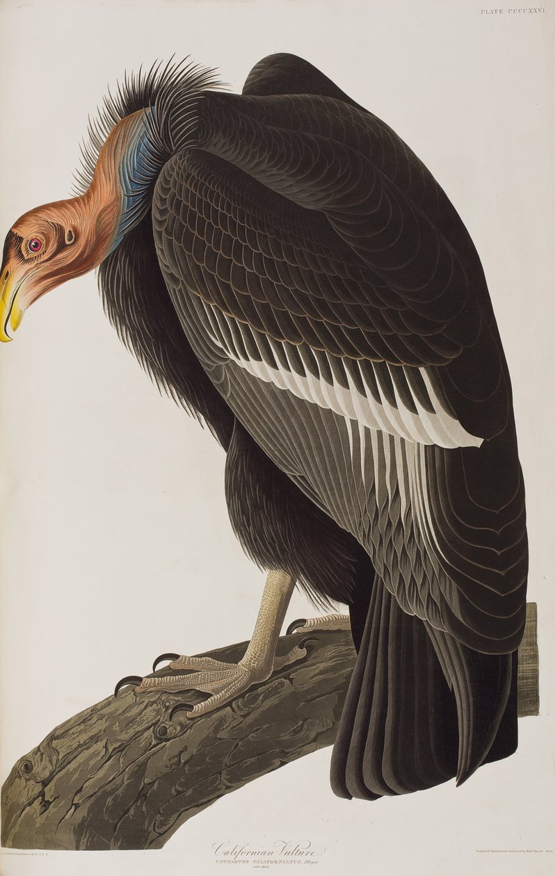 Ilustracja z „Birds of America” autorstwa John James Audubon