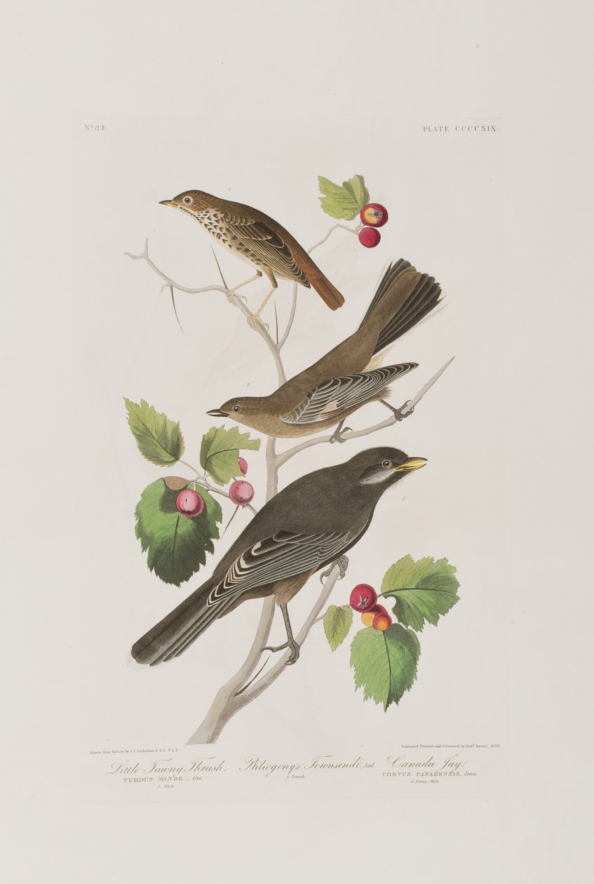 Ilustracja z „Birds of America” autorstwa John James Audubon