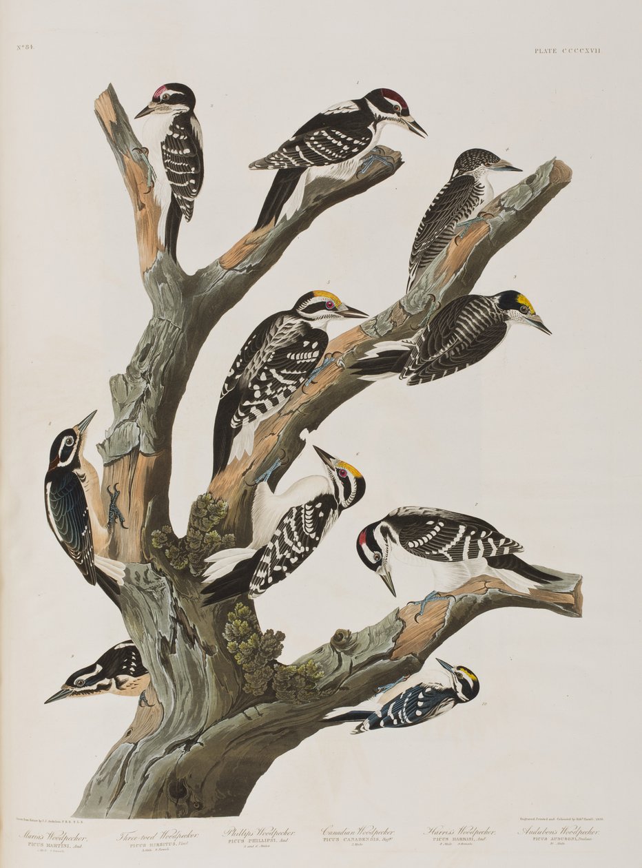 Ilustracja z „Birds of America” autorstwa John James Audubon