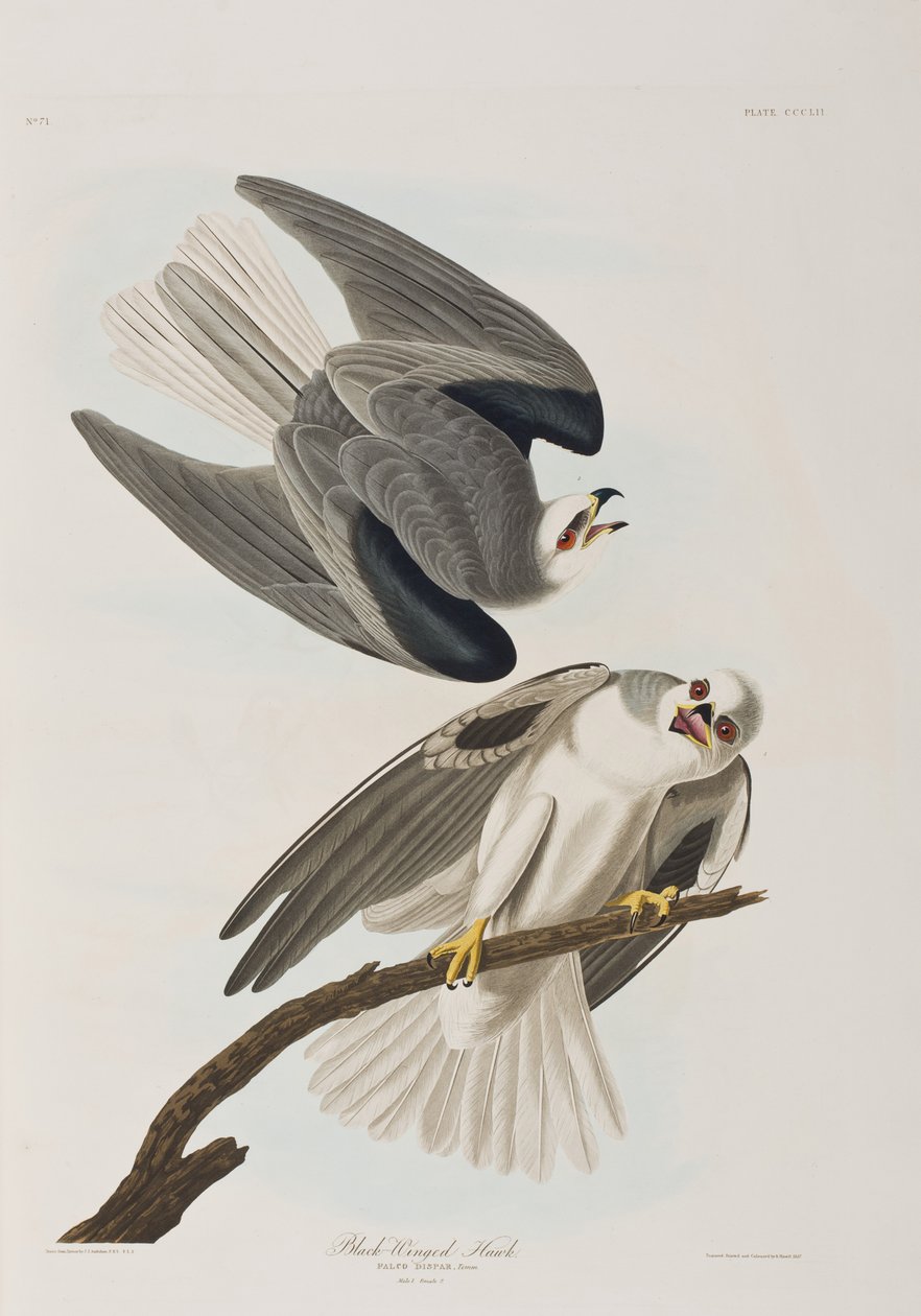 Ilustracja z „Birds of America” autorstwa John James Audubon