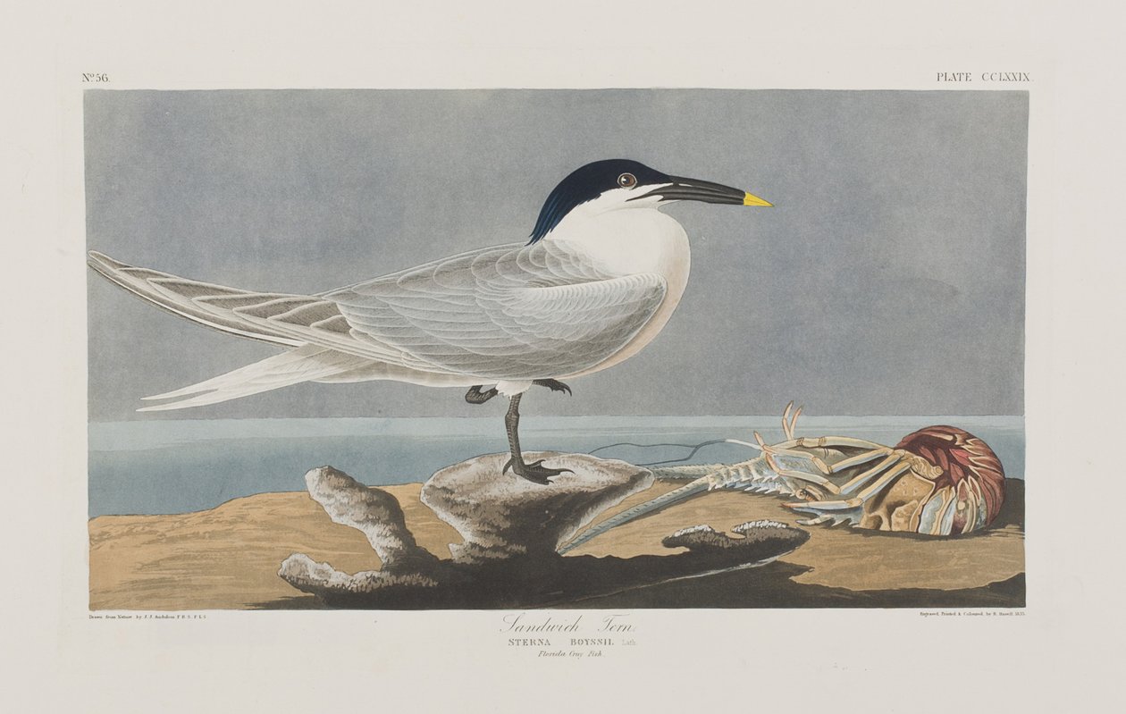 Ilustracja z „Birds of America” autorstwa John James Audubon
