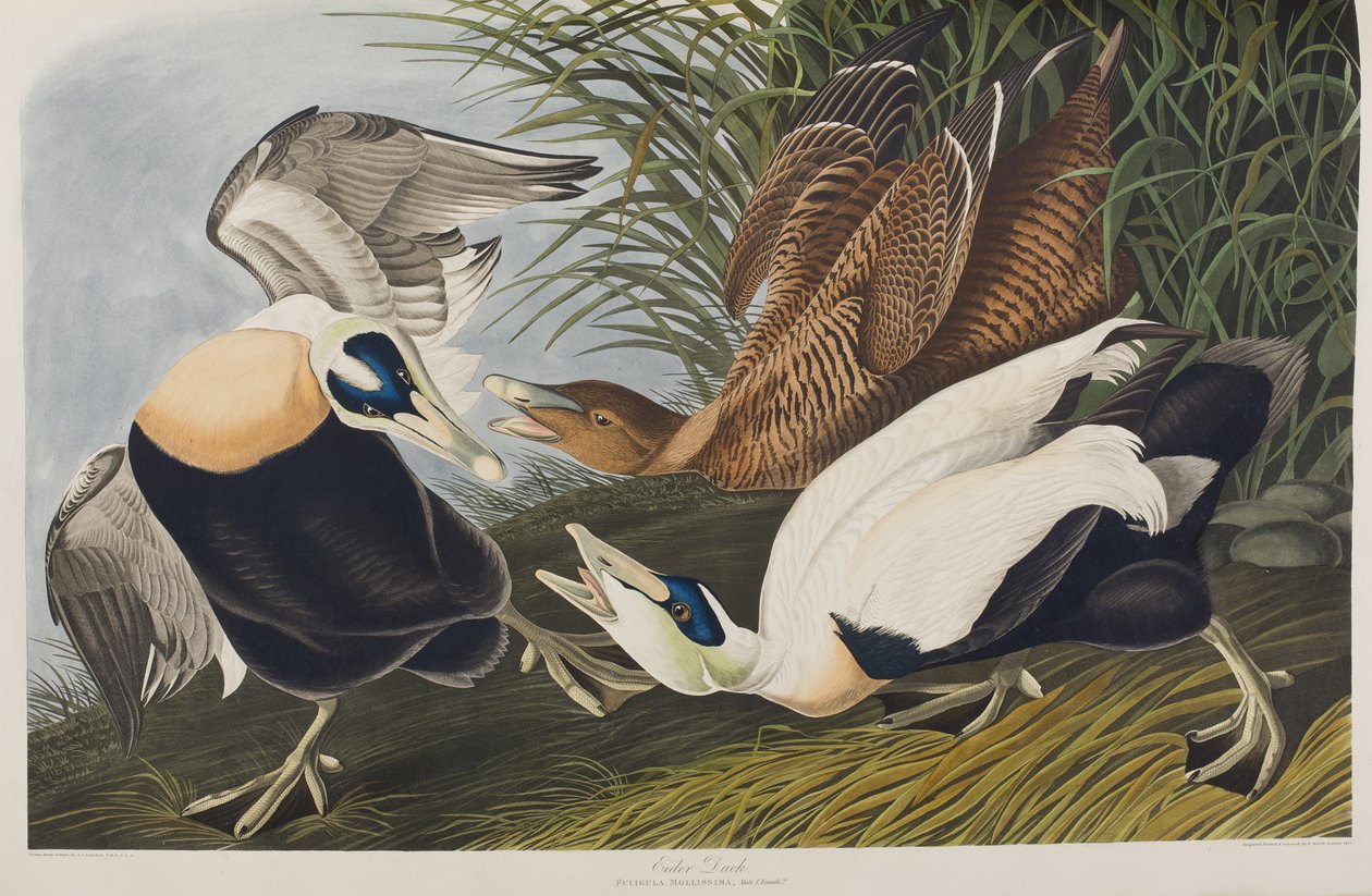 Ilustracja z „Birds of America” autorstwa John James Audubon