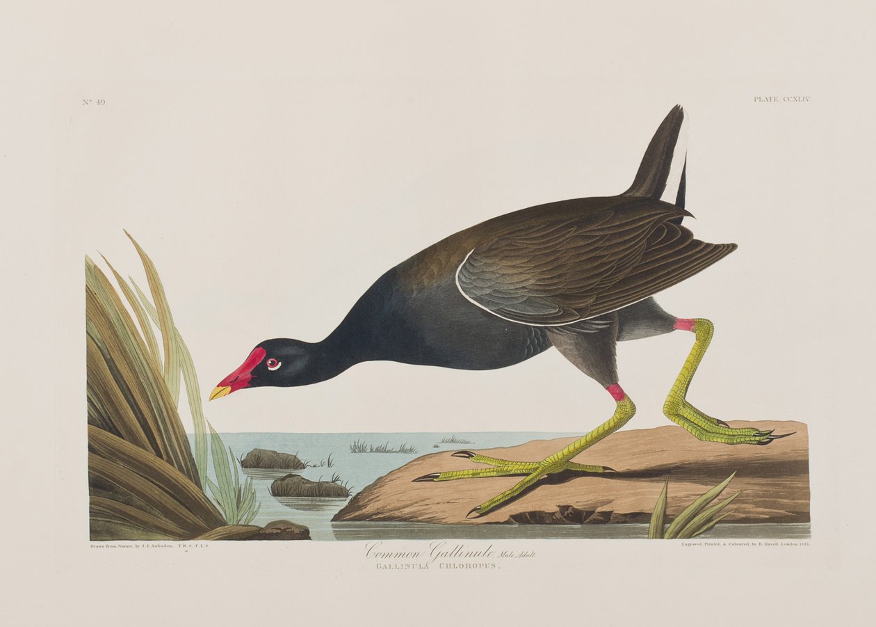 Ilustracja z „Birds of America” autorstwa John James Audubon