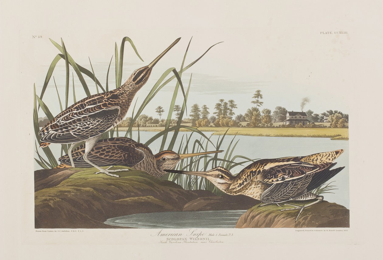 Ilustracja z „Birds of America” autorstwa John James Audubon