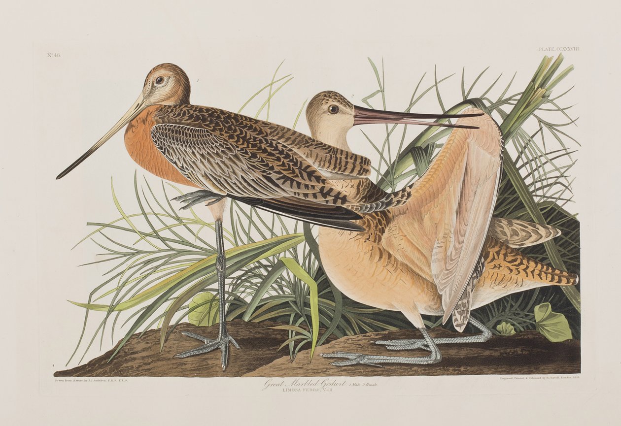 Ilustracja z „Birds of America” autorstwa John James Audubon