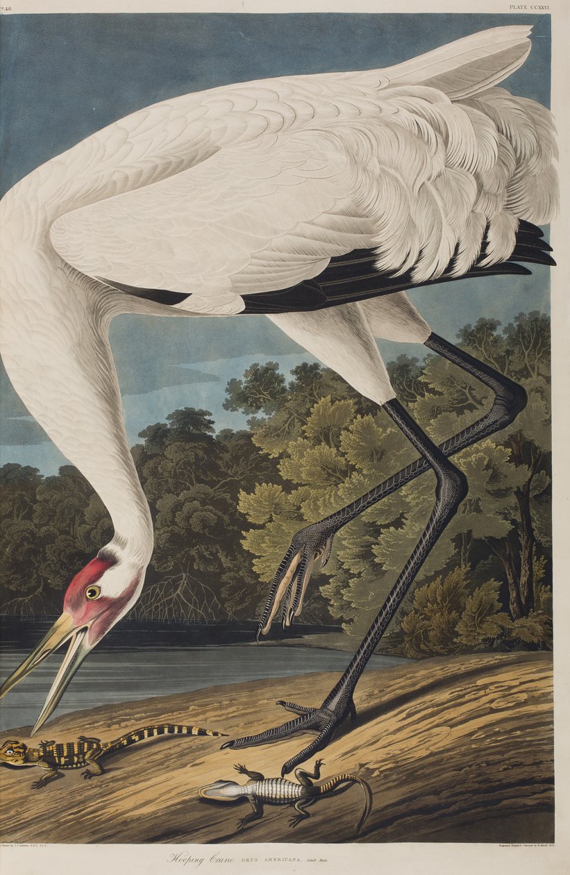 Ilustracja z „Birds of America” autorstwa John James Audubon