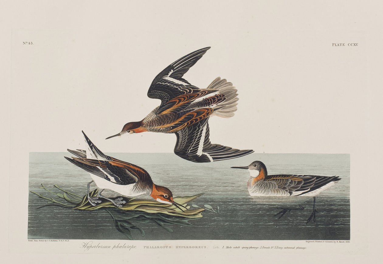 Ilustracja z „Birds of America” autorstwa John James Audubon