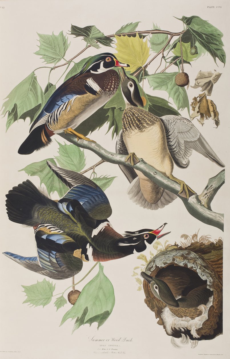 Ilustracja z „Birds of America” autorstwa John James Audubon