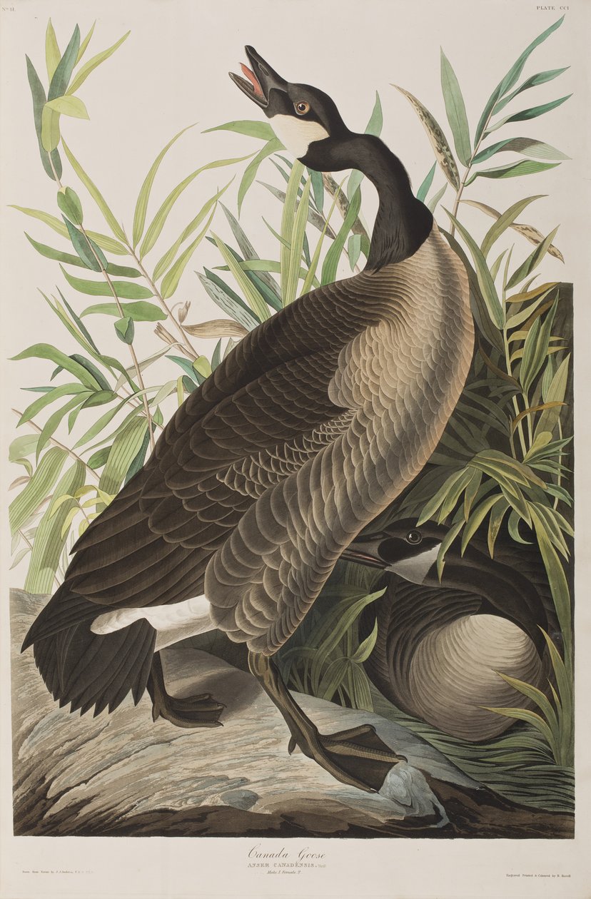 Ilustracja z „Birds of America” autorstwa John James Audubon