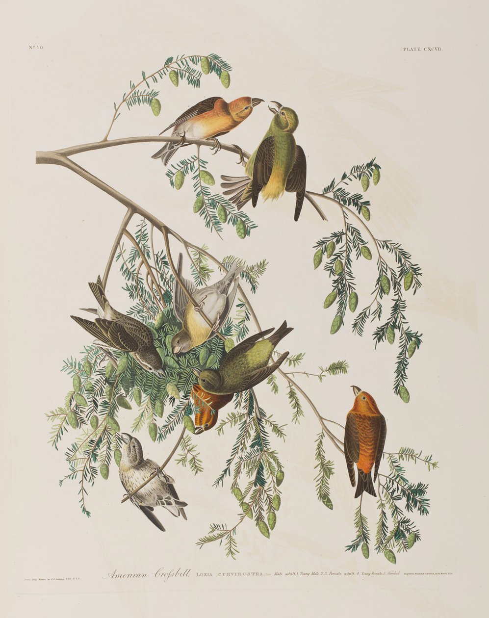 Ilustracja z „Birds of America” autorstwa John James Audubon