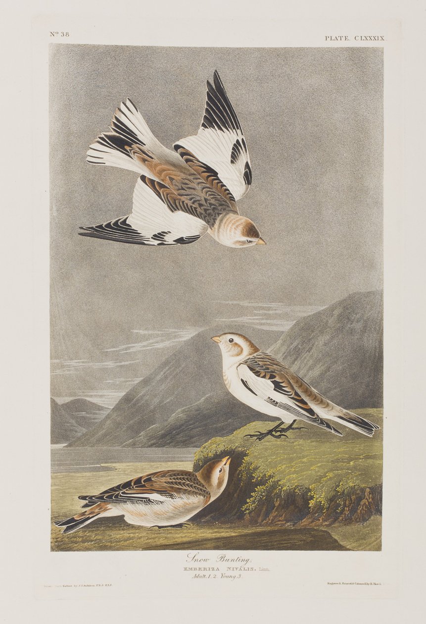 Ilustracja z „Birds of America” autorstwa John James Audubon