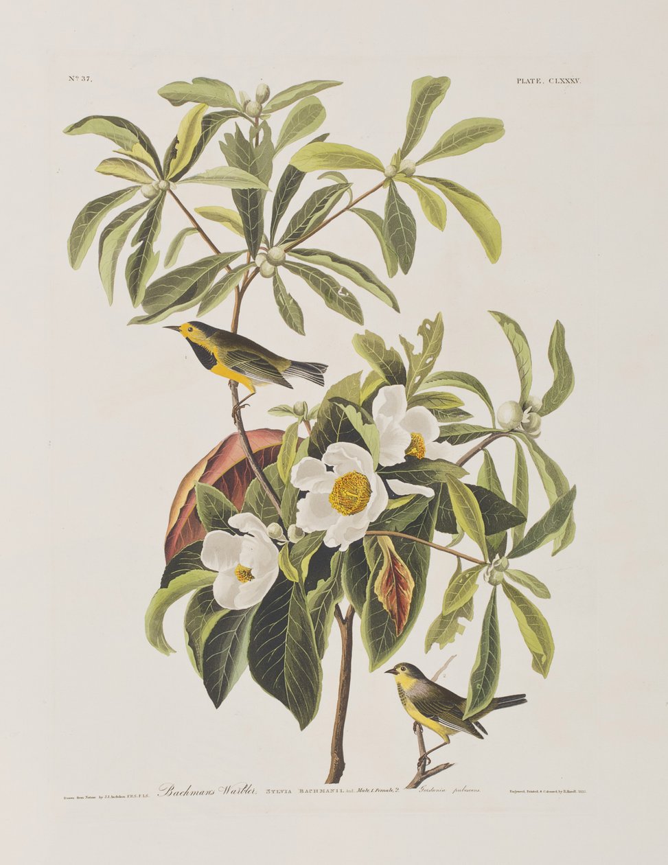 Ilustracja z „Birds of America” autorstwa John James Audubon