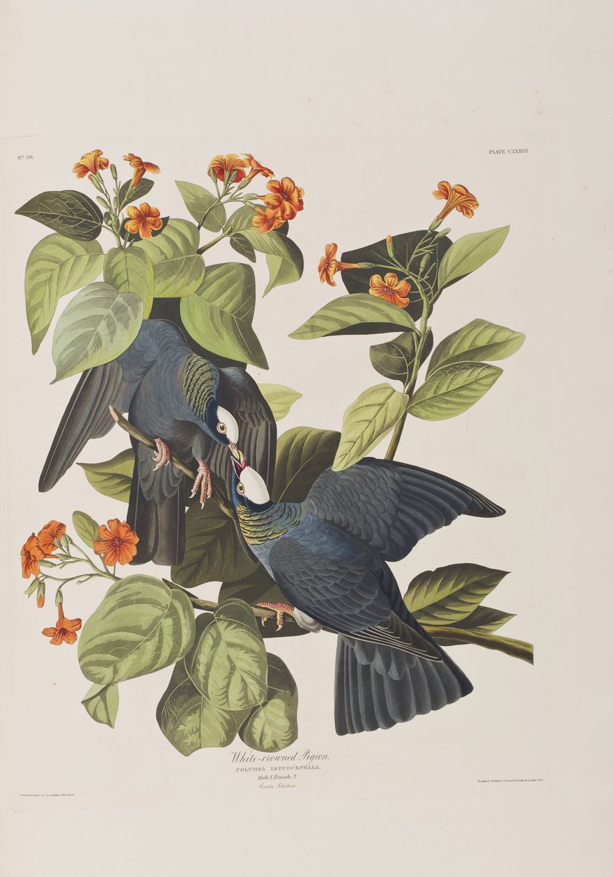 Ilustracja z „Birds of America” autorstwa John James Audubon