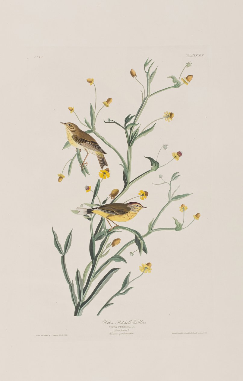 Ilustracja z „Birds of America” autorstwa John James Audubon