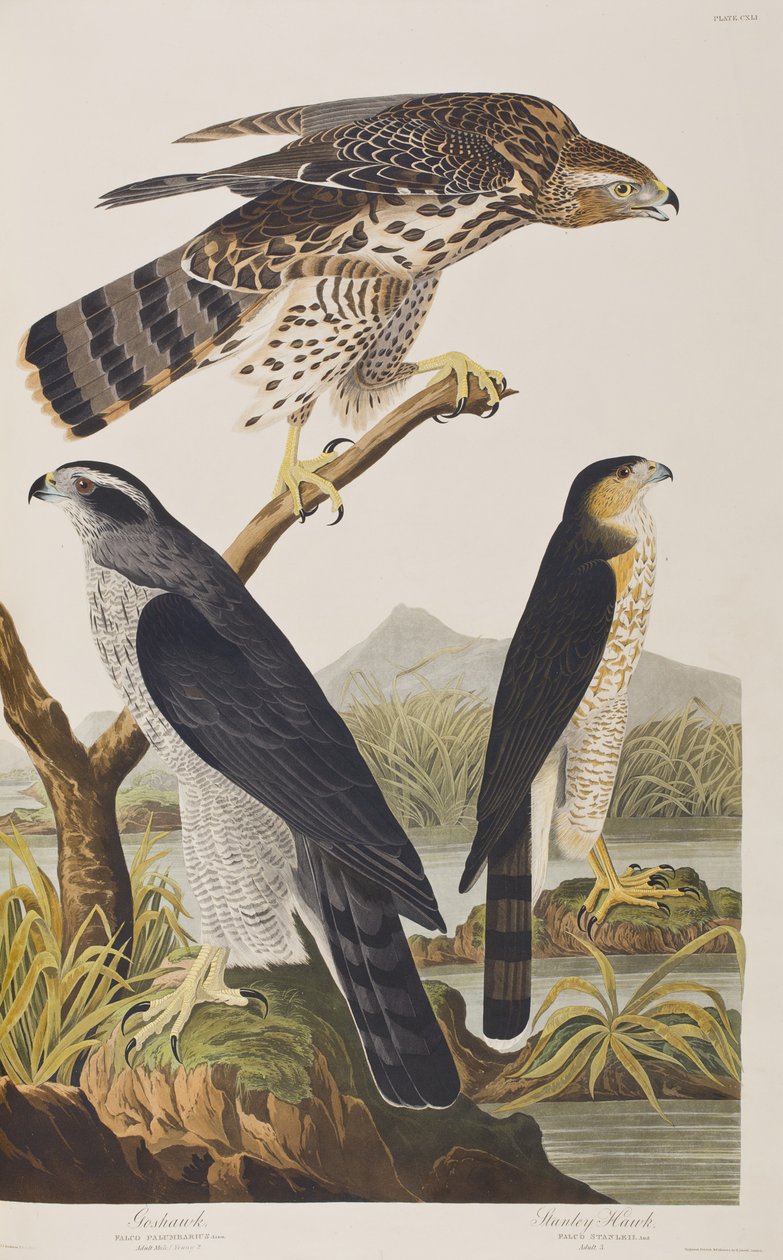 Ilustracja z „Birds of America” autorstwa John James Audubon