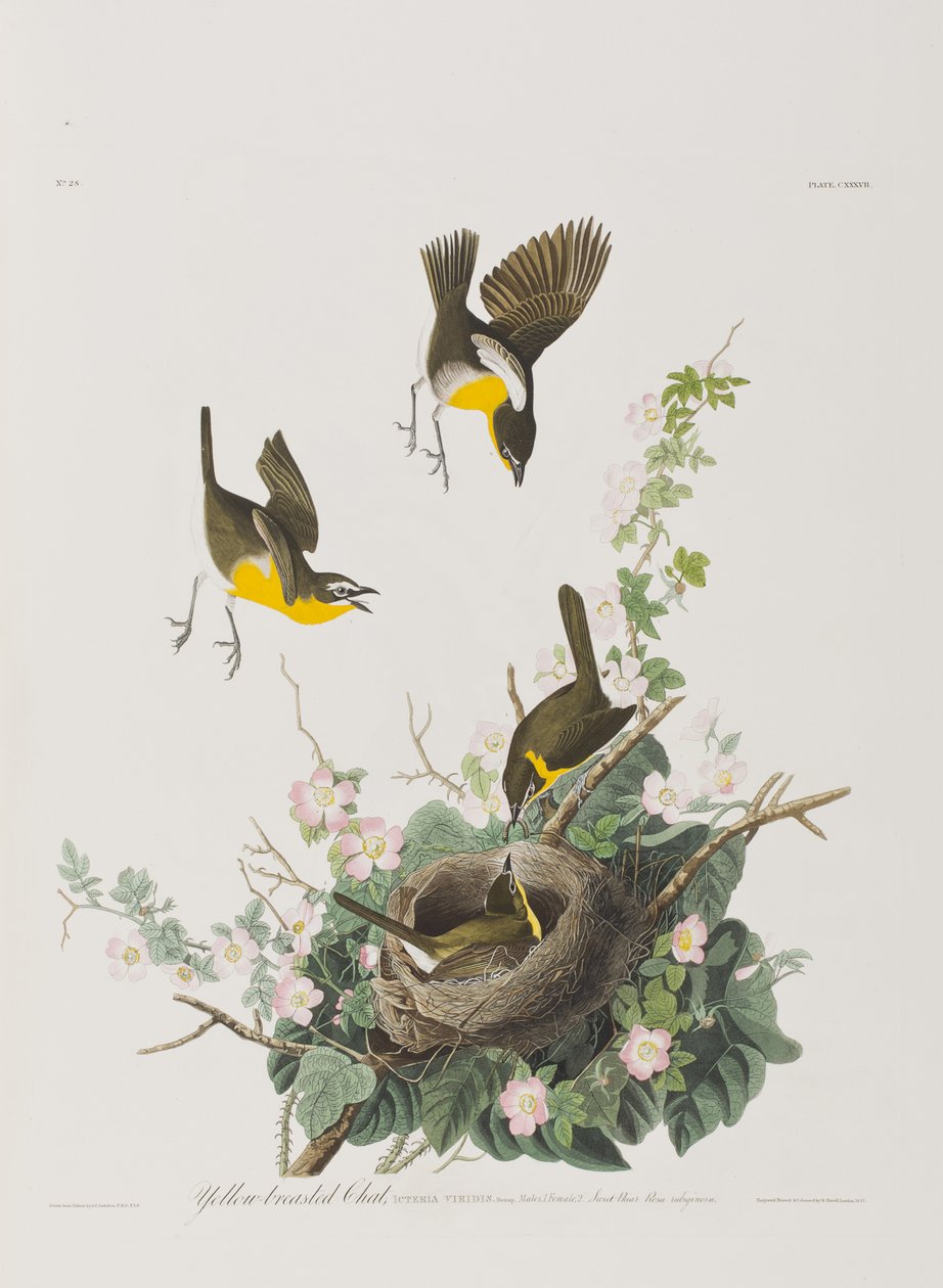 Ilustracja z „Birds of America” autorstwa John James Audubon