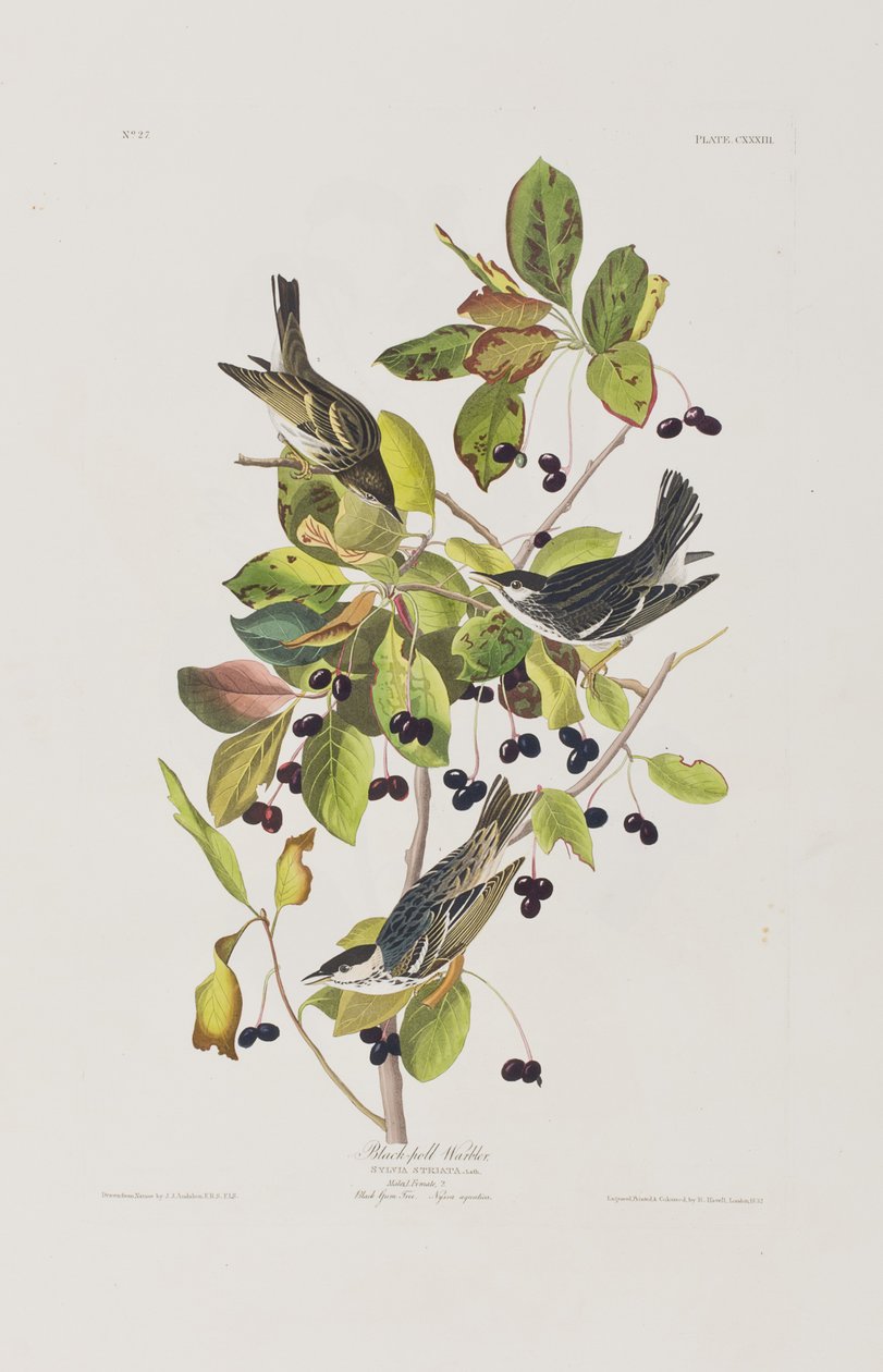 Ilustracja z „Birds of America” autorstwa John James Audubon