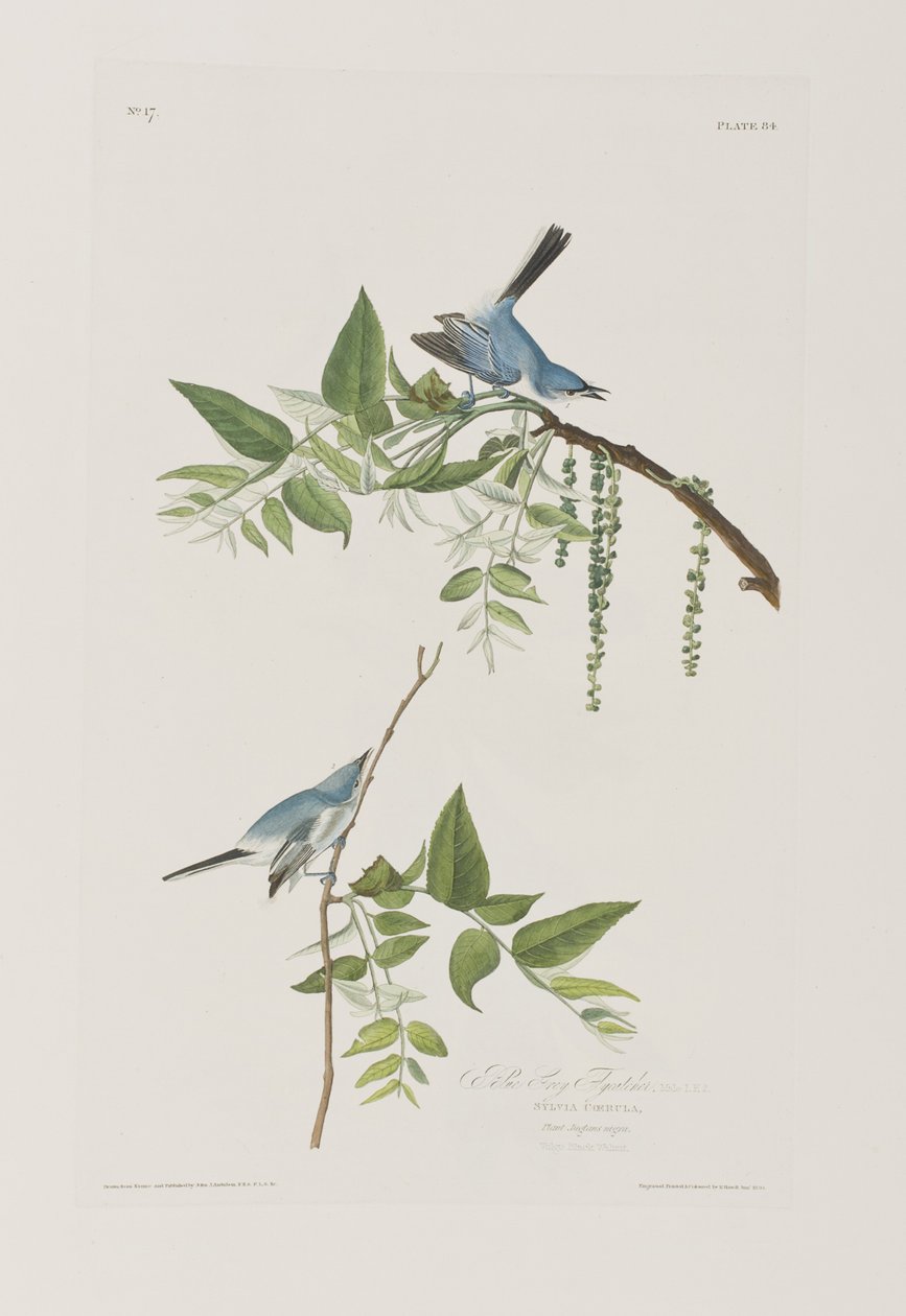 Ilustracja z „Birds of America” autorstwa John James Audubon