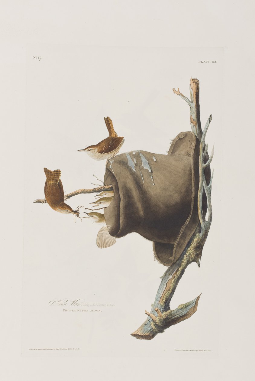 Ilustracja z „Birds of America” autorstwa John James Audubon