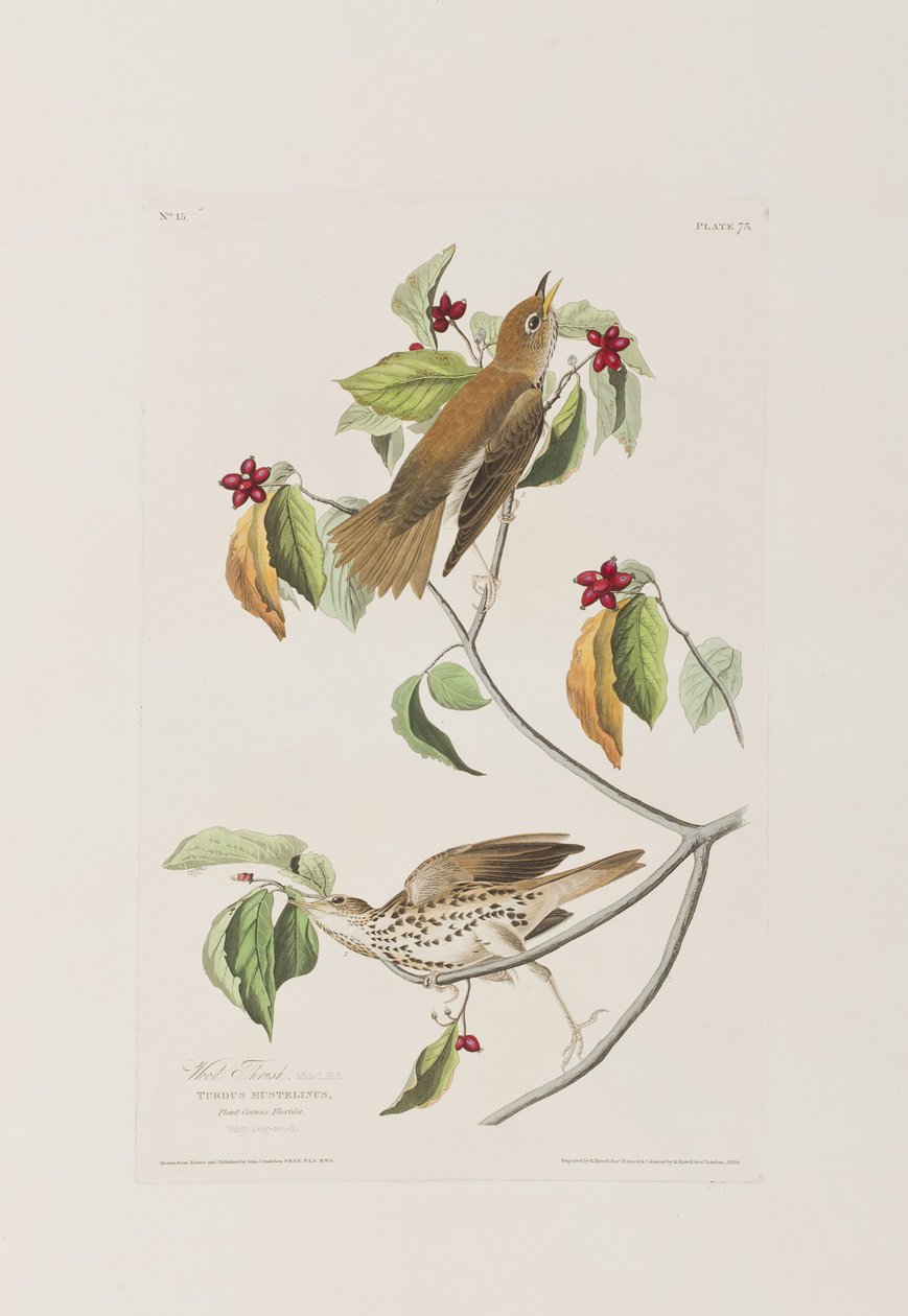 Ilustracja z „Birds of America” autorstwa John James Audubon