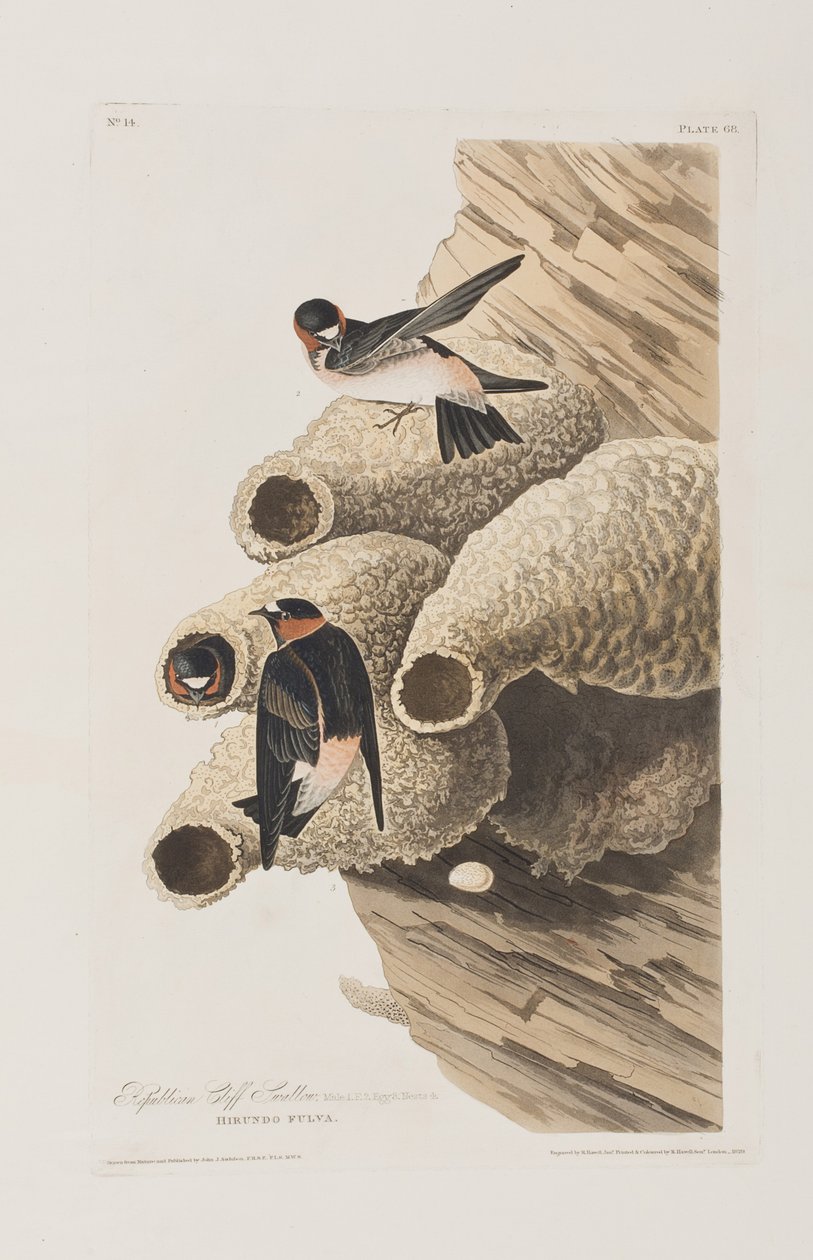 Ilustracja z „Birds of America” autorstwa John James Audubon