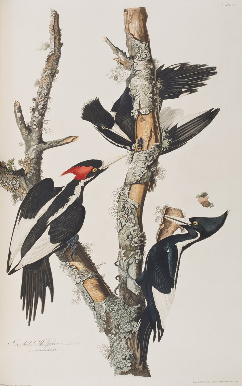 Ilustracja z „Birds of America” autorstwa John James Audubon