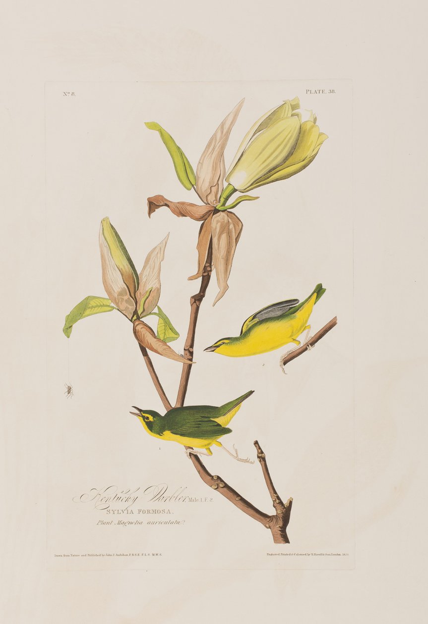 Ilustracja z „Birds of America” autorstwa John James Audubon