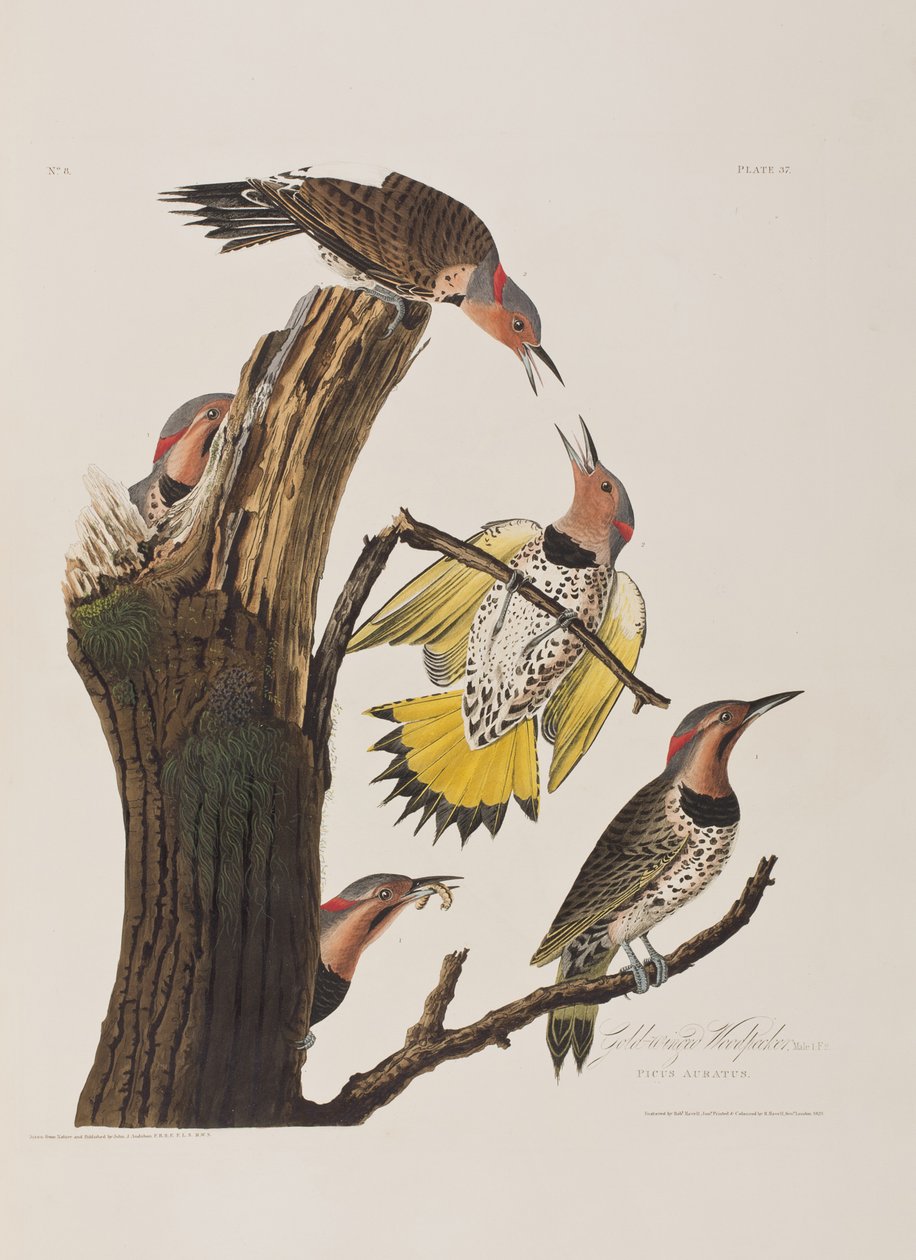 Ilustracja z „Birds of America” autorstwa John James Audubon
