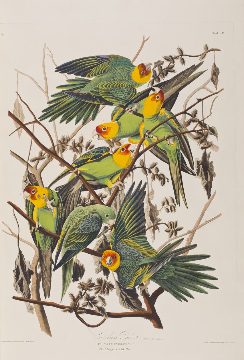 Ilustracja z „Birds of America” autorstwa John James Audubon
