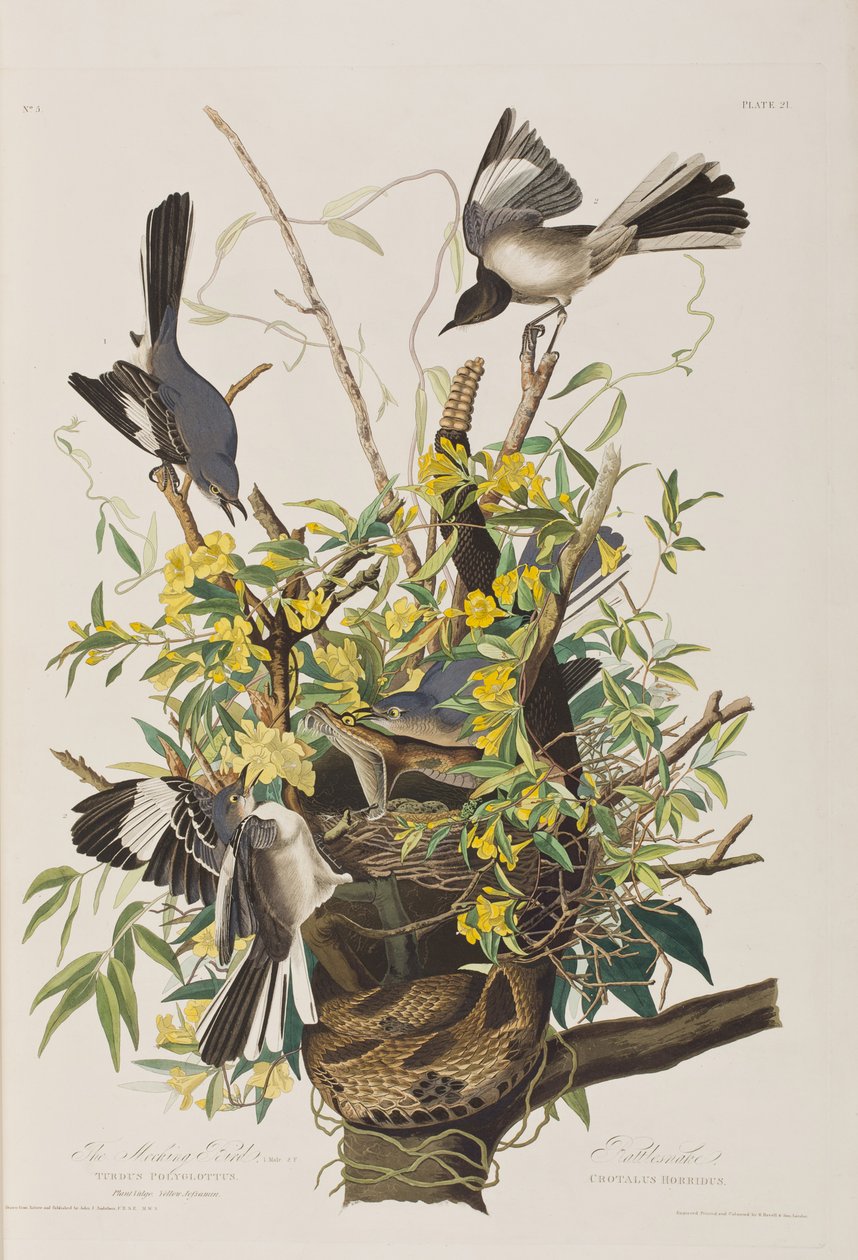Ilustracja z „Birds of America” autorstwa John James Audubon