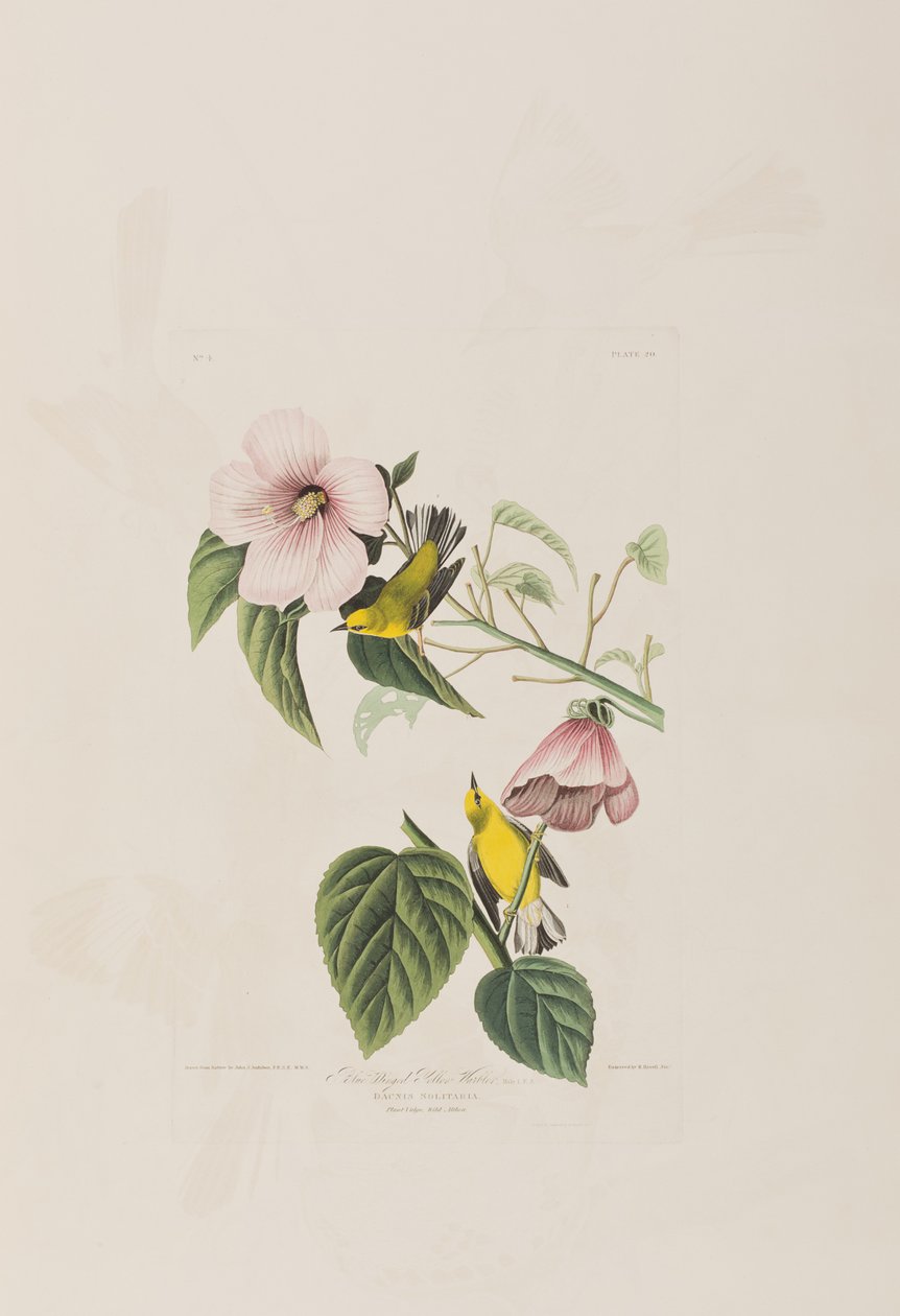 Ilustracja z „Birds of America” autorstwa John James Audubon