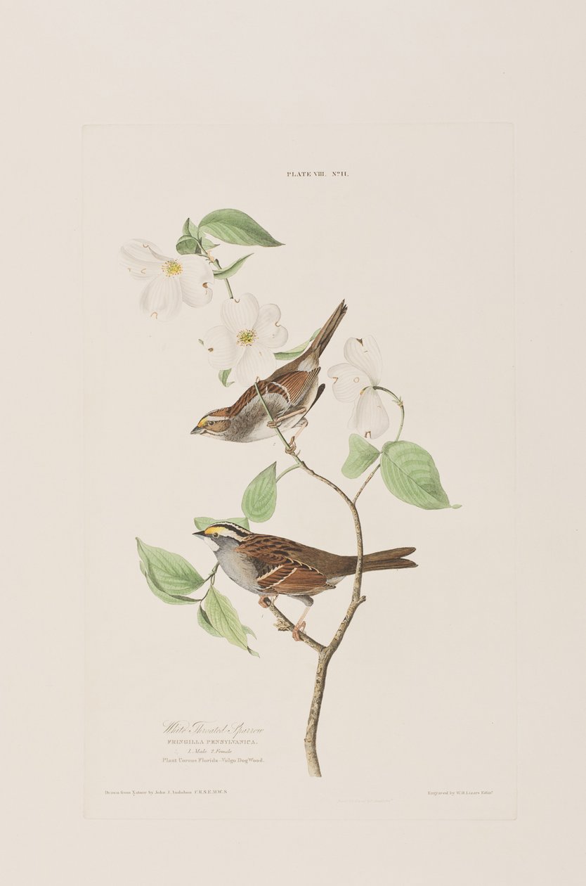 Ilustracja z „Birds of America” autorstwa John James Audubon