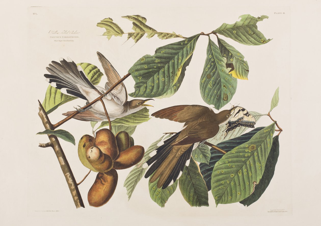 Ilustracja z „Birds of America” autorstwa John James Audubon