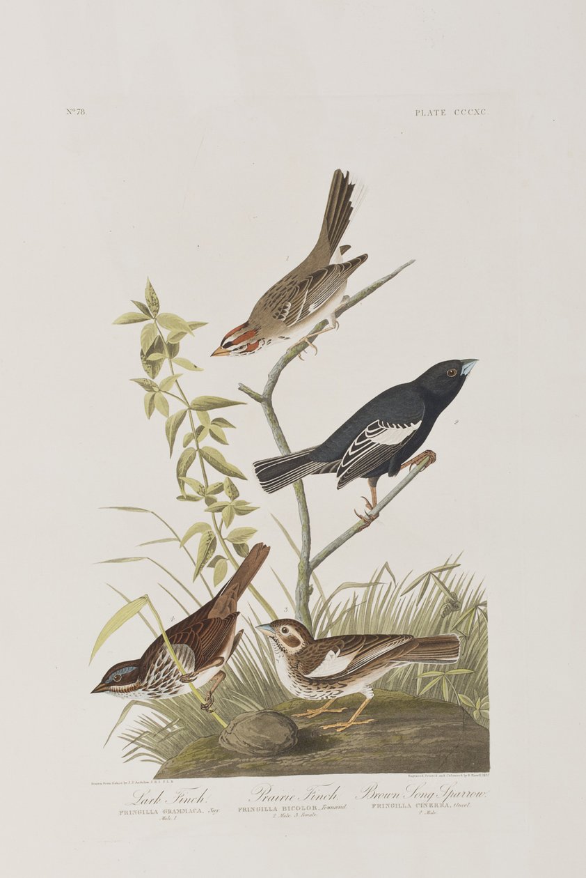 Ilustracja z „Birds of America” autorstwa John James Audubon