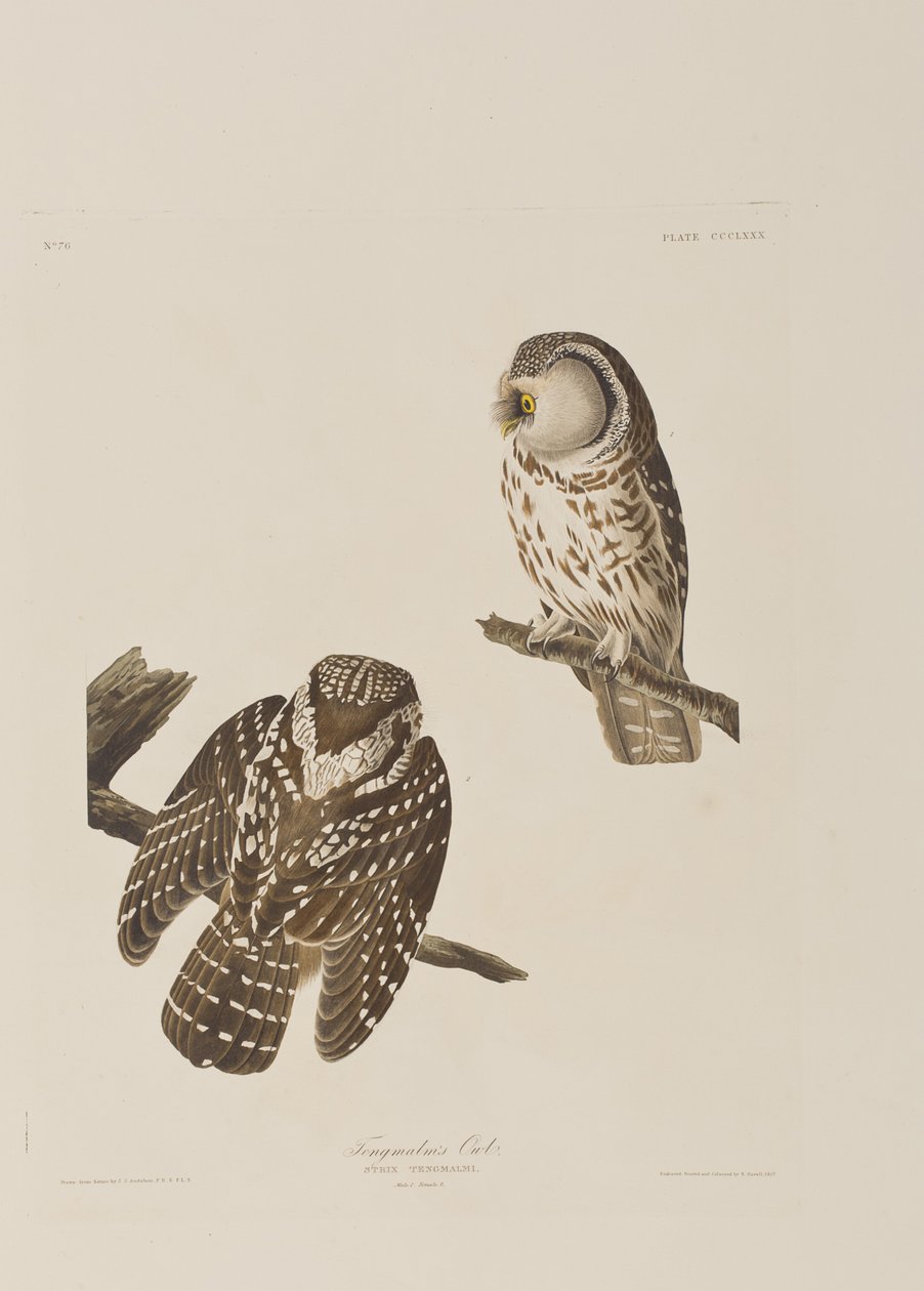 Ilustracja z „Birds of America” autorstwa John James Audubon