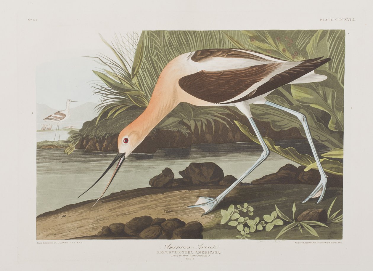 Ilustracja z „Birds of America” autorstwa John James Audubon