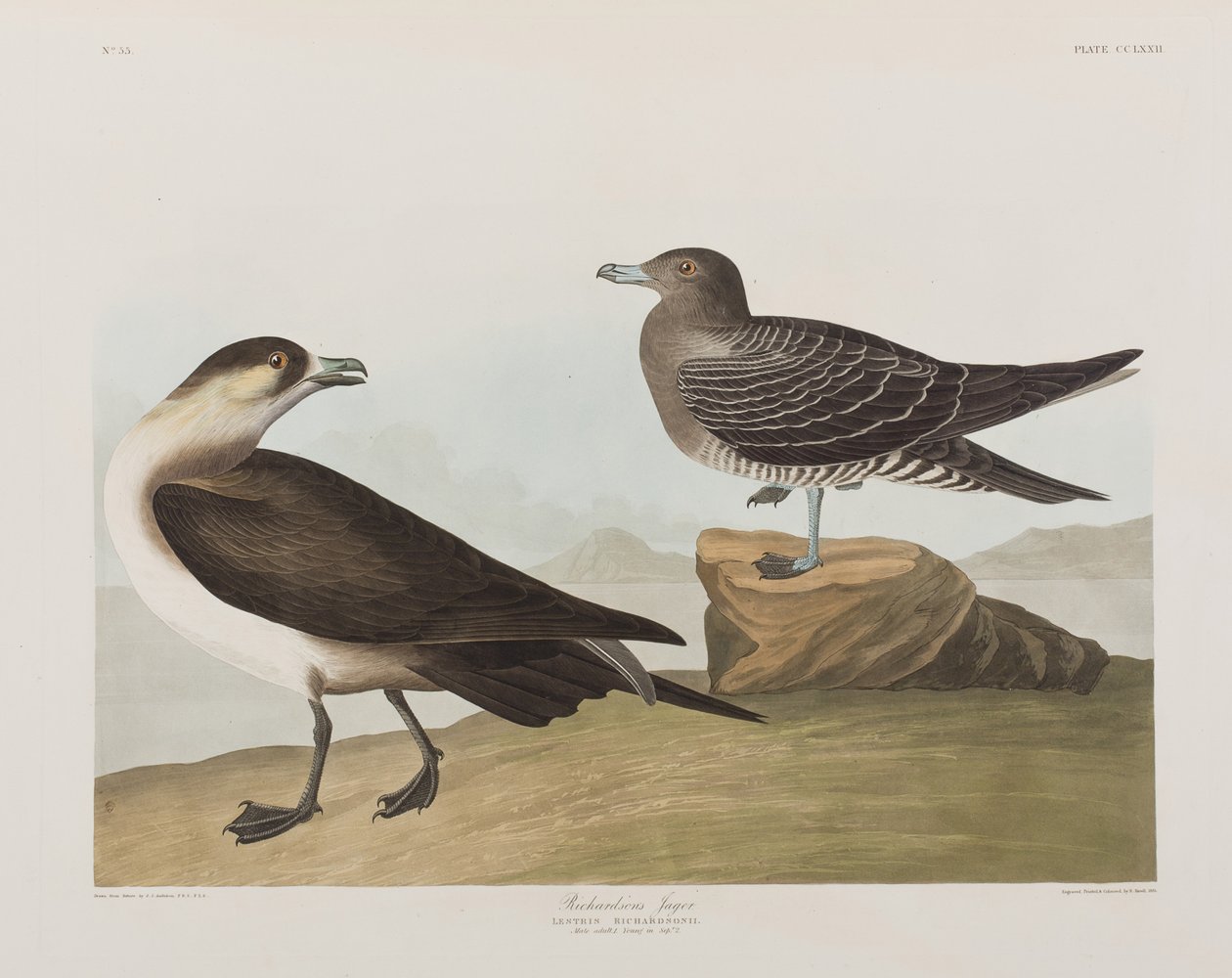 Ilustracja z „Birds of America” autorstwa John James Audubon