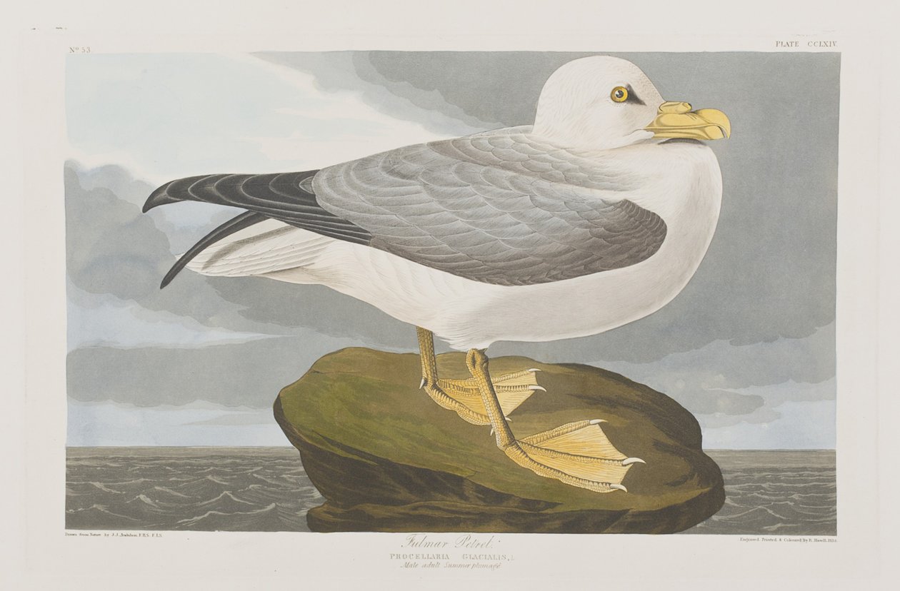 Ilustracja z „Birds of America” autorstwa John James Audubon