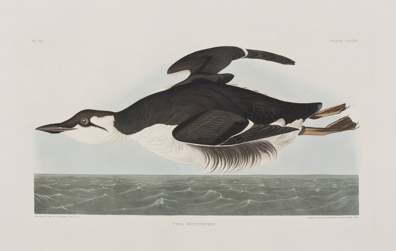 Ilustracja z „Birds of America” autorstwa John James Audubon