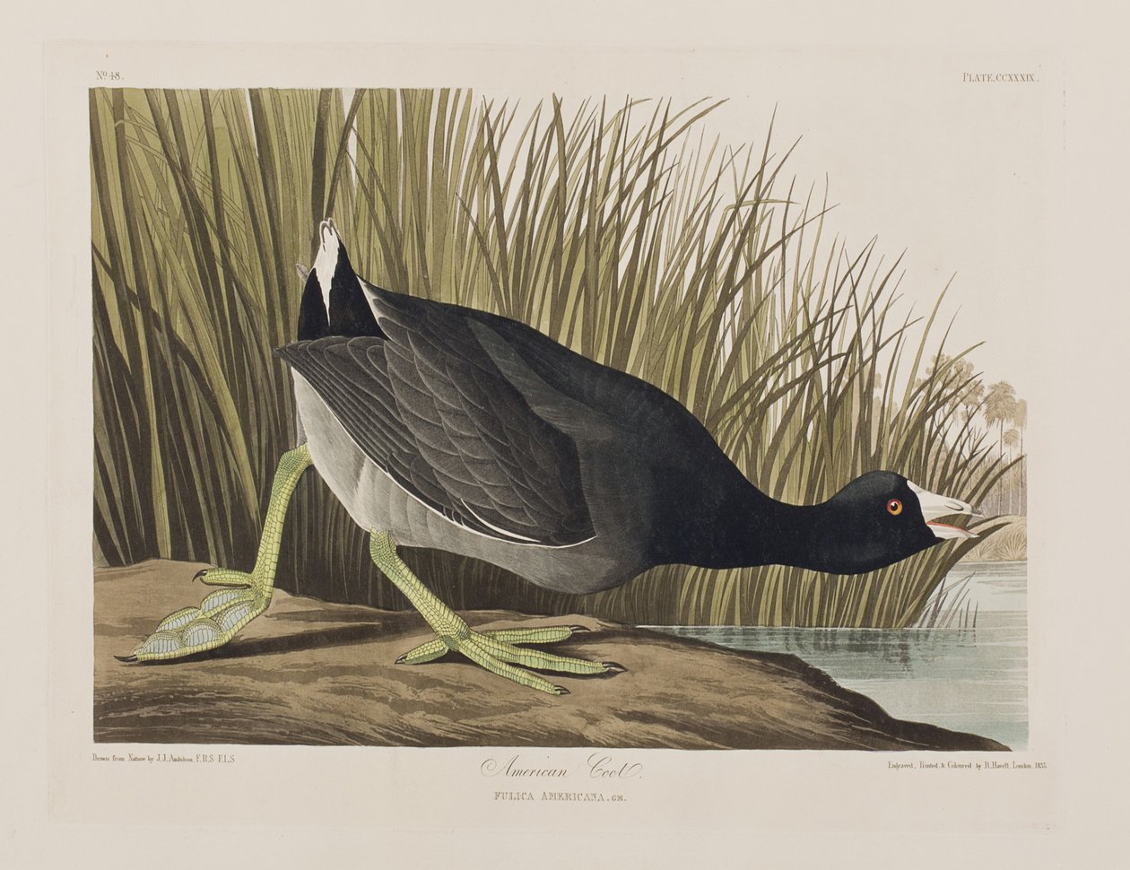 Ilustracja z „Birds of America” autorstwa John James Audubon