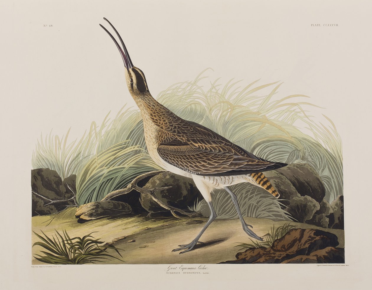 Ilustracja z „Birds of America” autorstwa John James Audubon