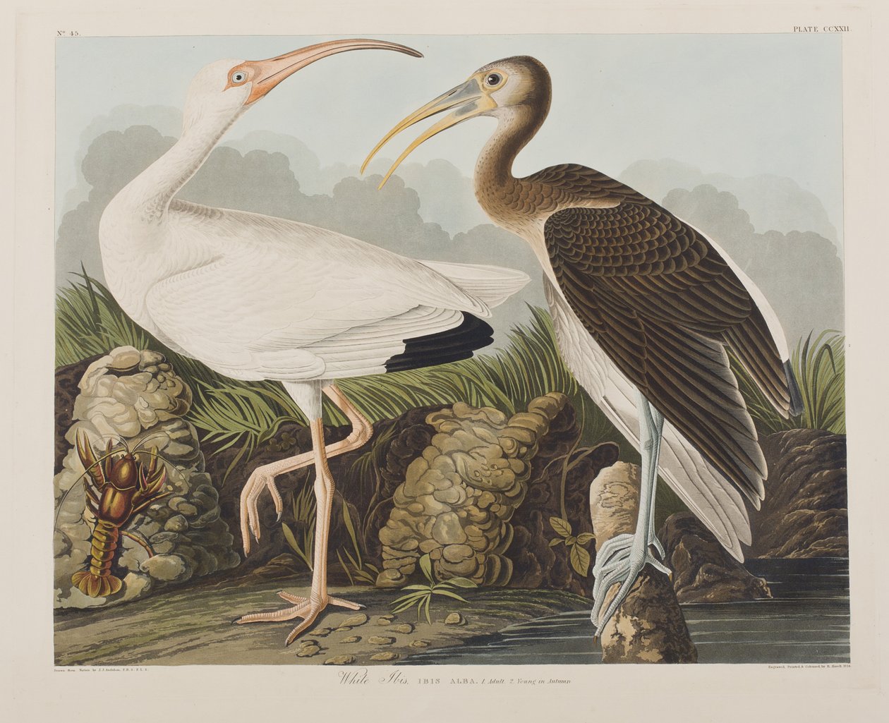 Ilustracja z „Birds of America” autorstwa John James Audubon