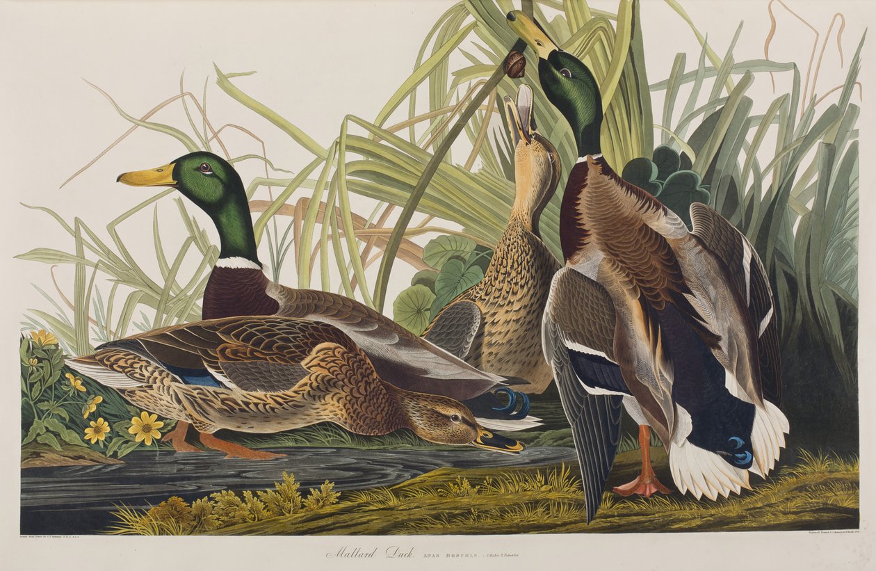 Ilustracja z „Birds of America” autorstwa John James Audubon