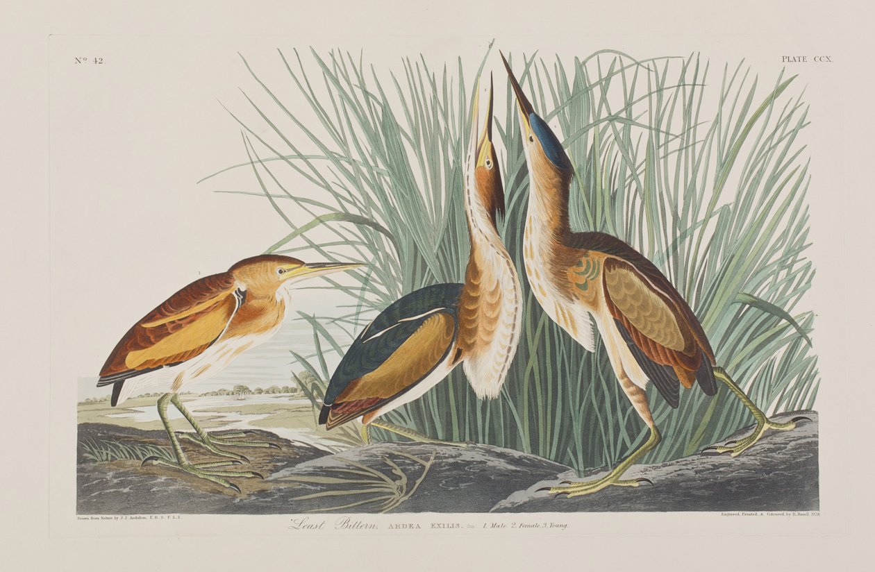 Ilustracja z „Birds of America” autorstwa John James Audubon