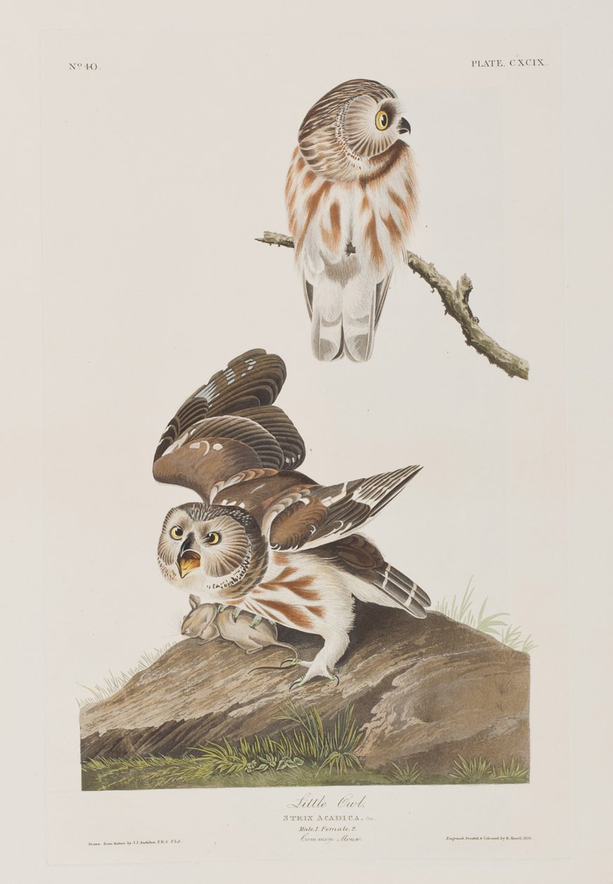 Ilustracja z „Birds of America” autorstwa John James Audubon