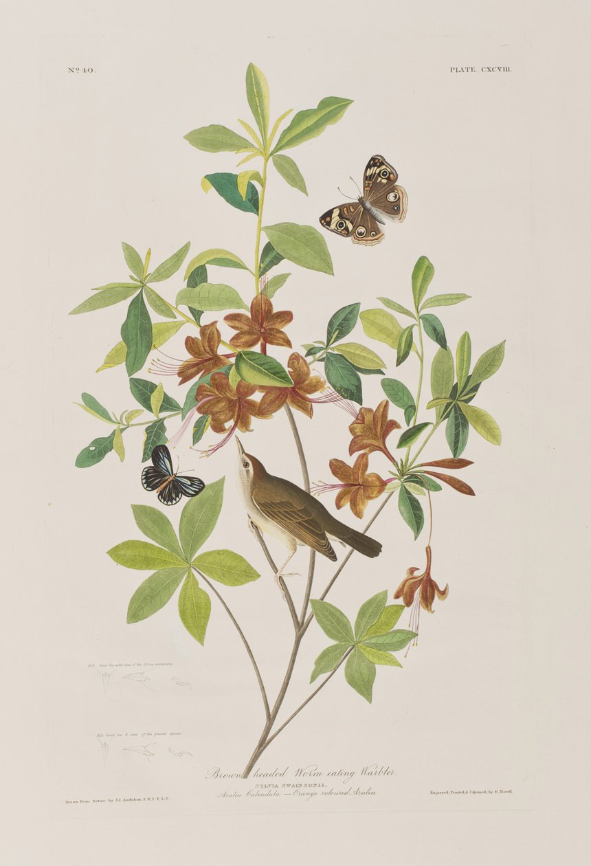 Ilustracja z „Birds of America” autorstwa John James Audubon