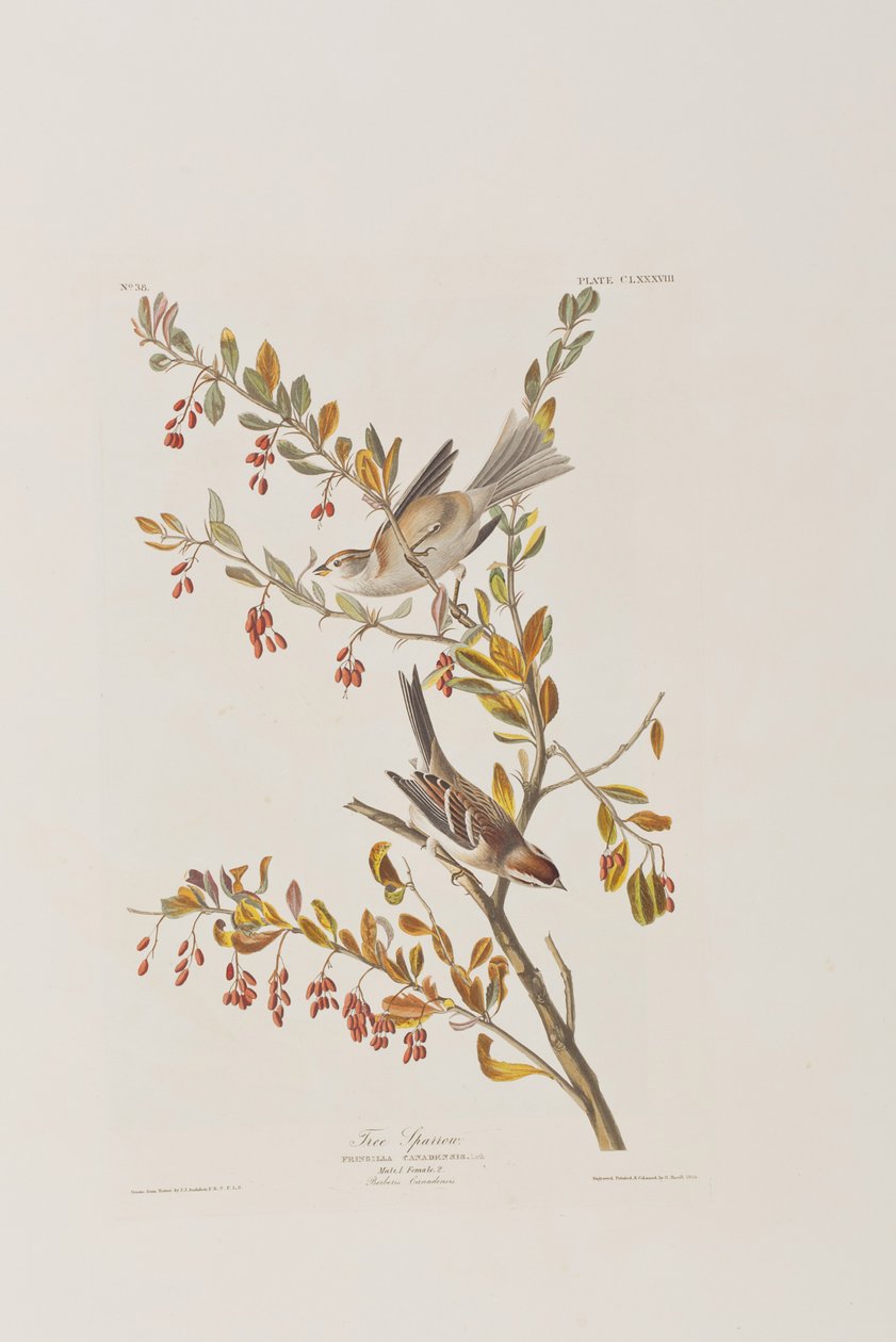 Ilustracja z „Birds of America” autorstwa John James Audubon