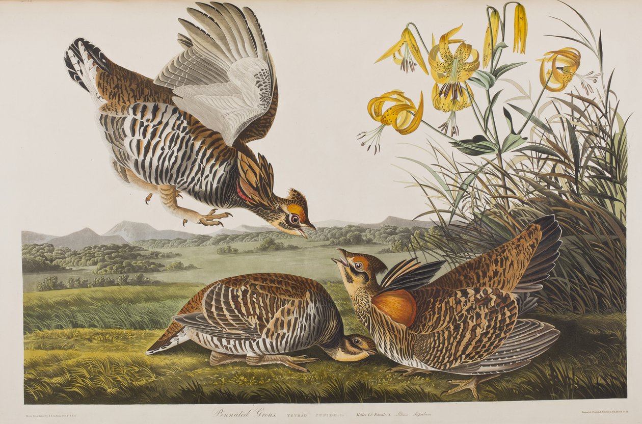 Ilustracja z „Birds of America” autorstwa John James Audubon