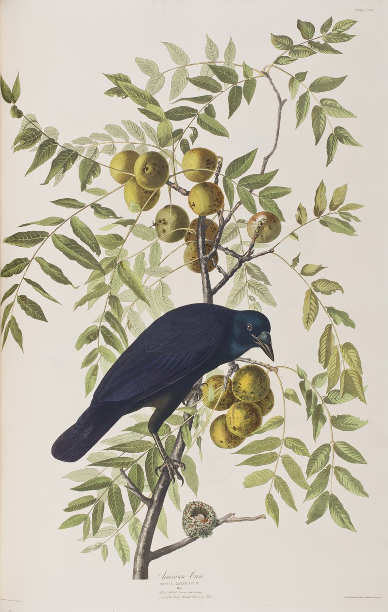 Ilustracja z „Birds of America” autorstwa John James Audubon