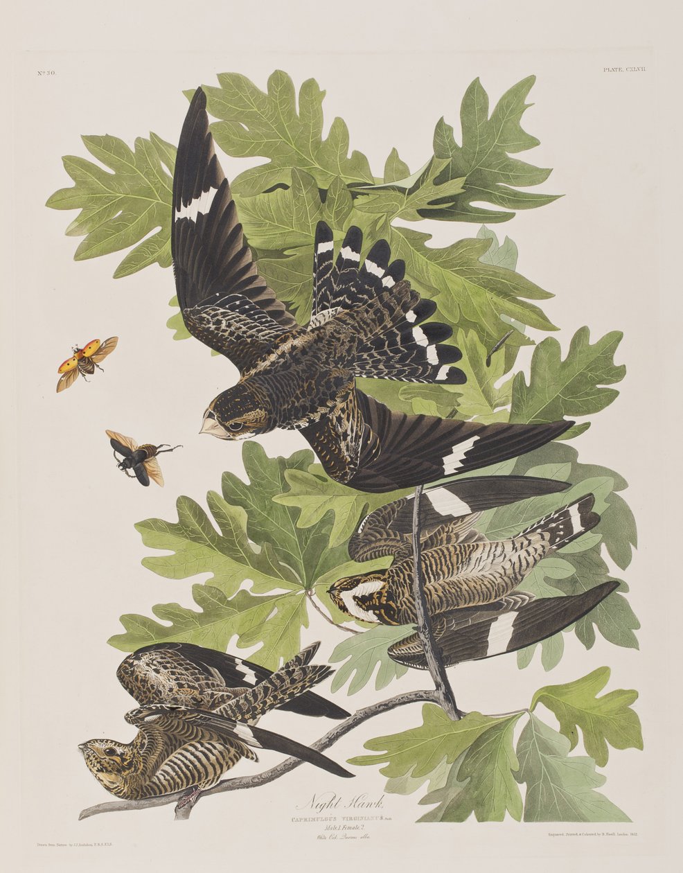 Ilustracja z „Birds of America” autorstwa John James Audubon